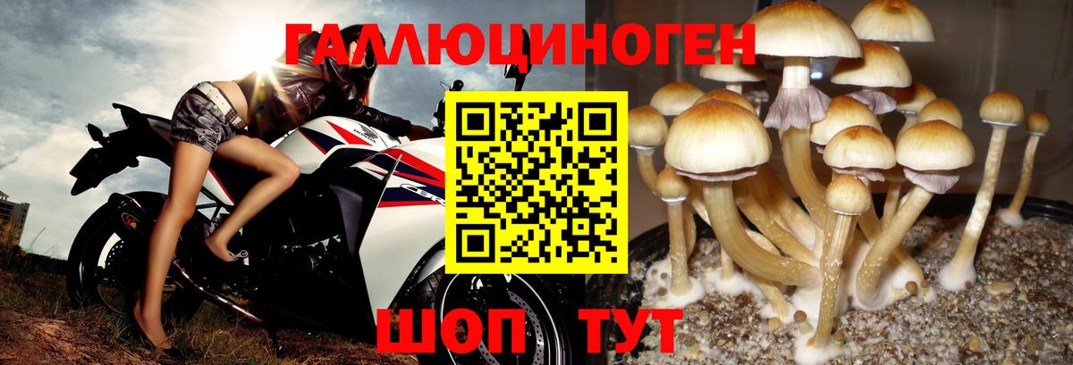 Псилоцибиновые грибы Cubensis  Галлюциногенные грибы прущие грибы  Сергиев Посад  Вход с VPN 